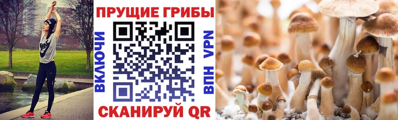 Галлюциногенные грибы прущие грибы  Купить  Аргун 